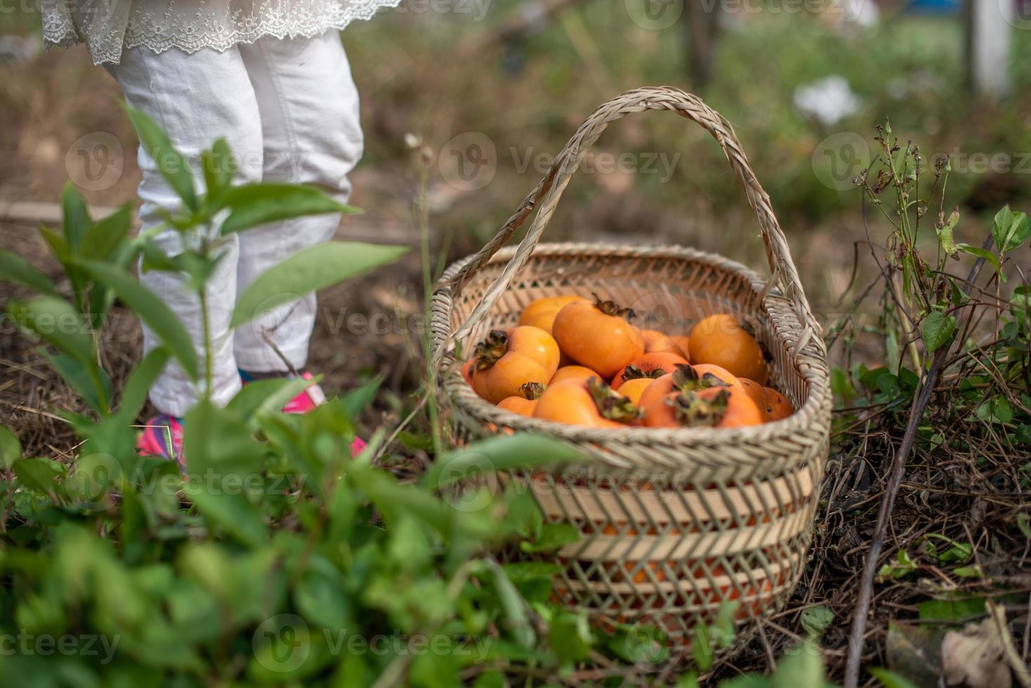 The red persimmons in the basket on the grass photo