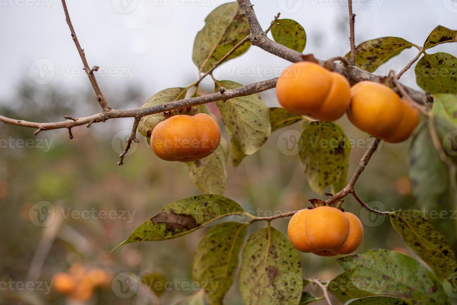 Red persimmon on the tree photo