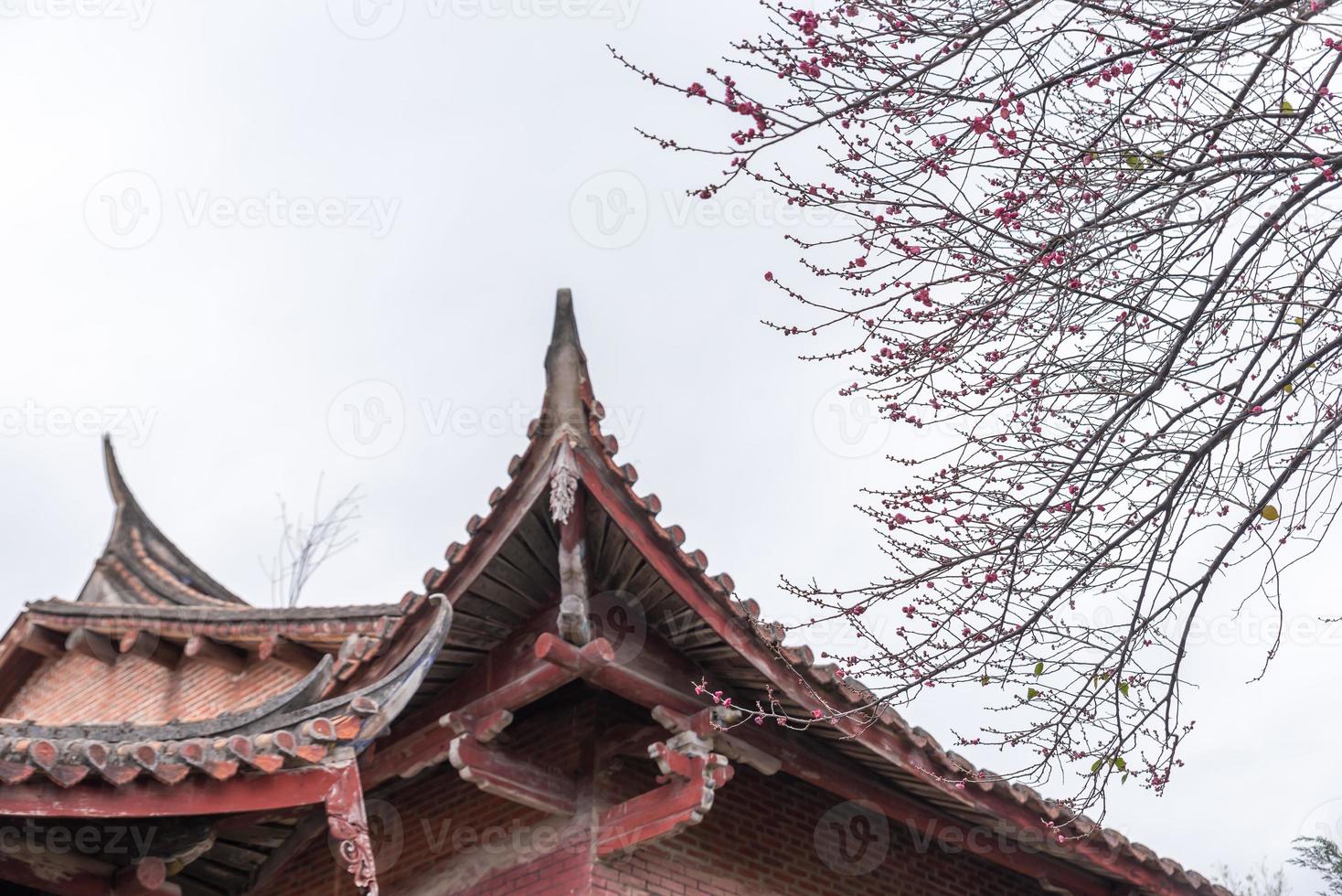las flores de ciruelo rosa en los templos budistas están abiertas foto