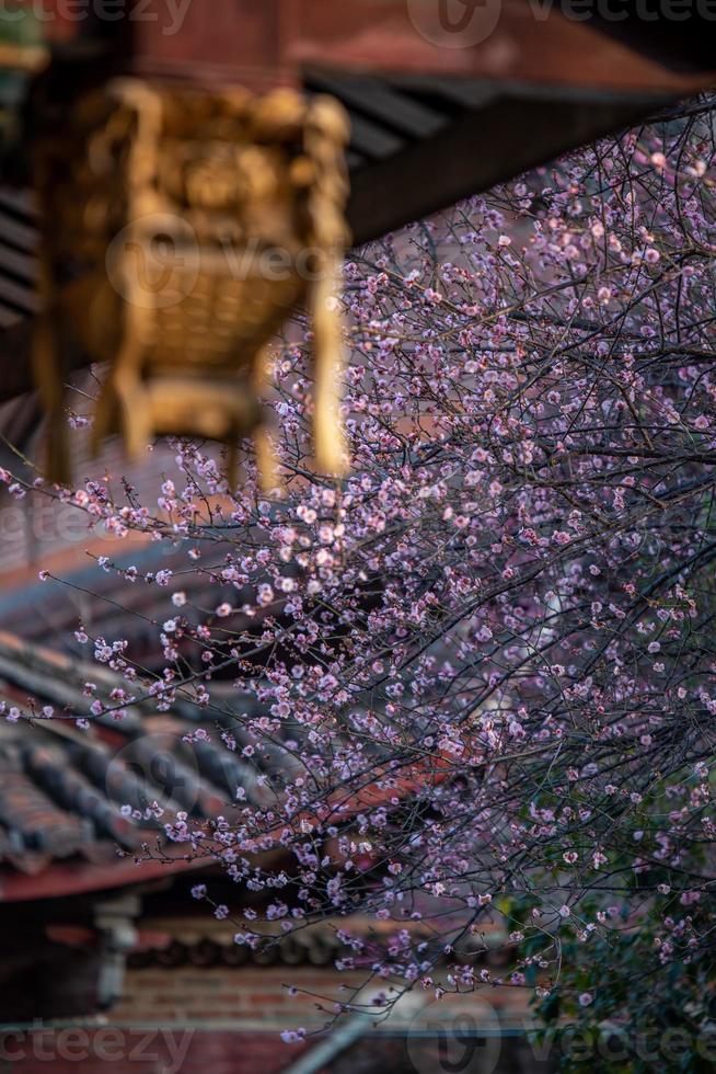 The pink plum blossoms in Buddhist temples are open photo