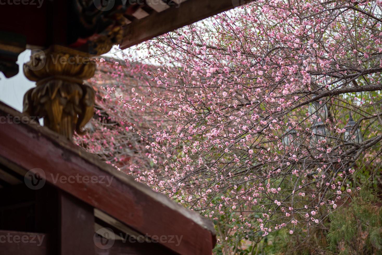 las flores de ciruelo rosa en los templos budistas están abiertas foto