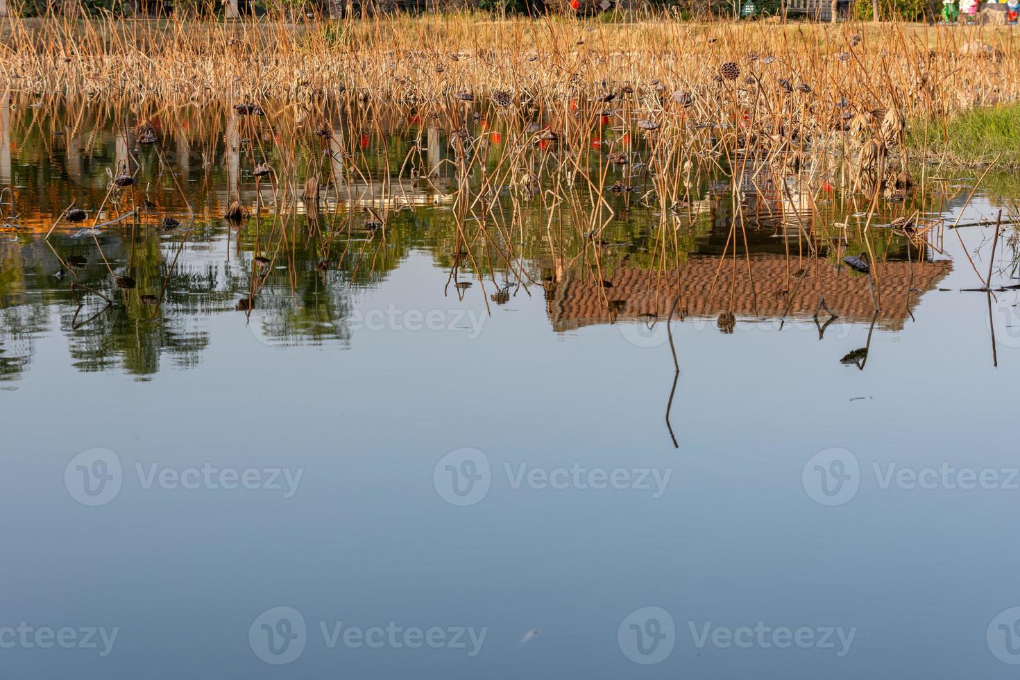 el loto marchito en el estanque de lotos en otoño foto