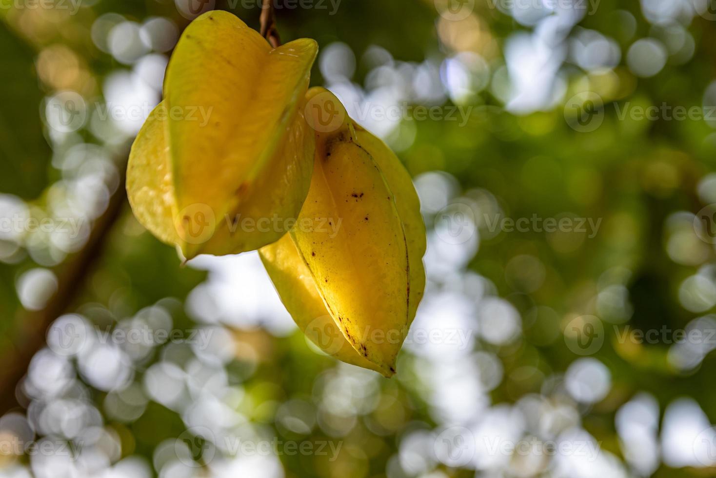 la carambola amarilla está madura. recogerlo y ponerlo en la canasta foto