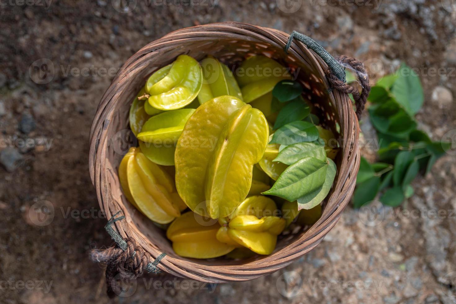 The Yellow carambola is ripe. Pick it and put it in the basket photo