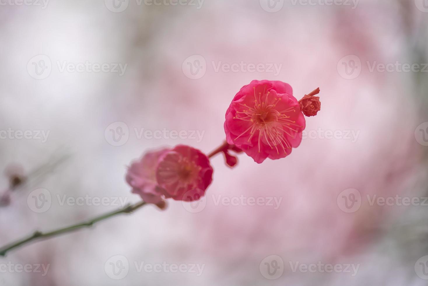 Cerca de una flor de ciruelo rosa foto