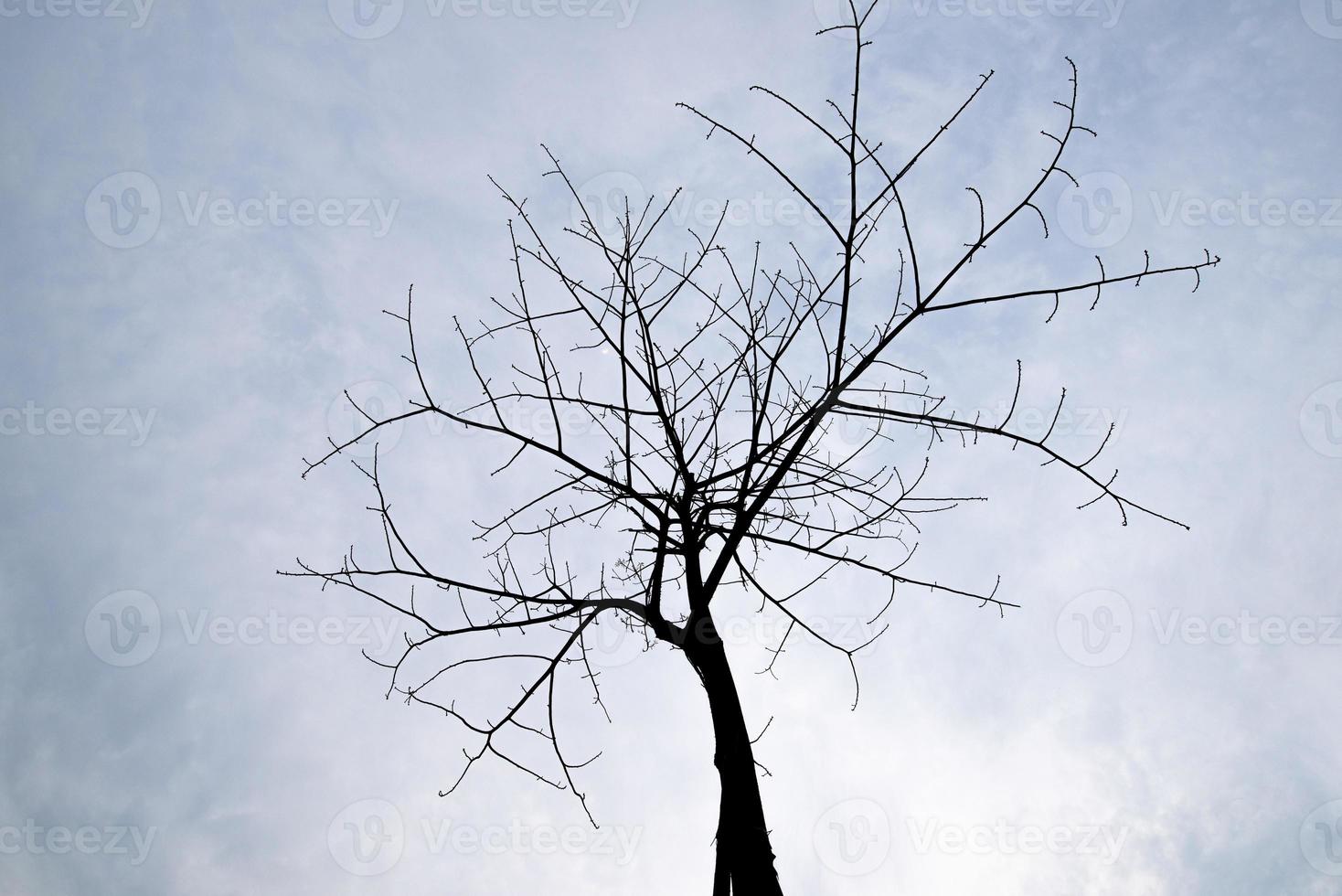 Strange looking dead trees in a pure background photo