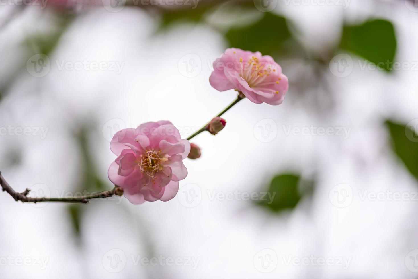 Cerca de una flor de ciruelo rosa foto