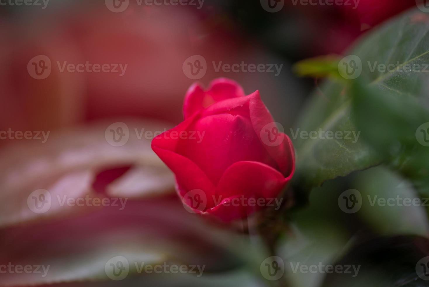 Cerca de camelia roja contra un fondo verde foto