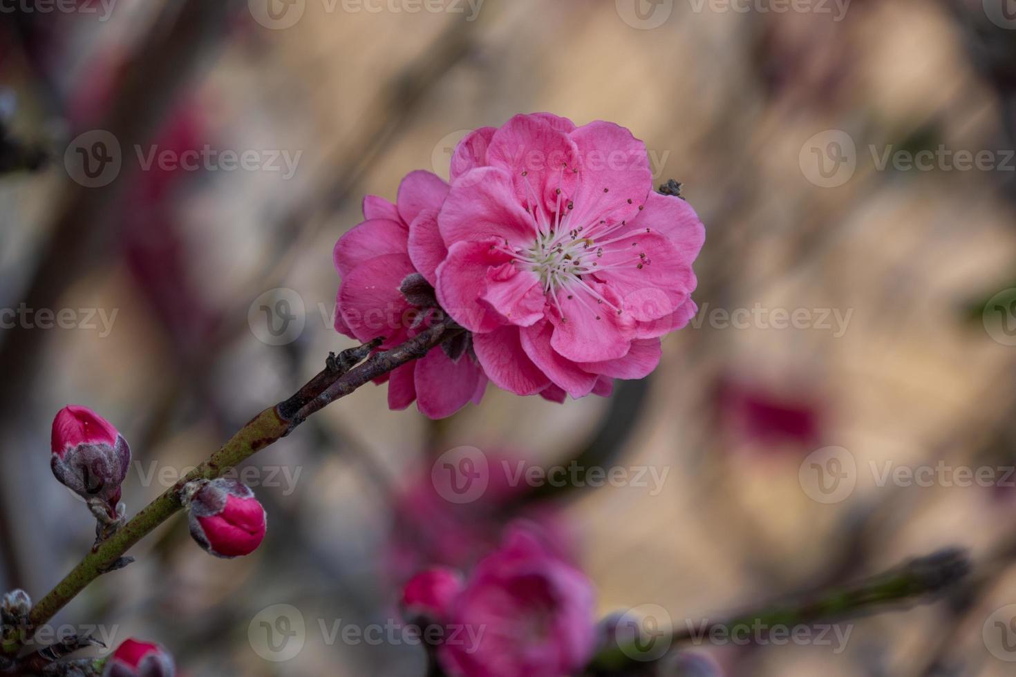 Close up of red peach blossom photo