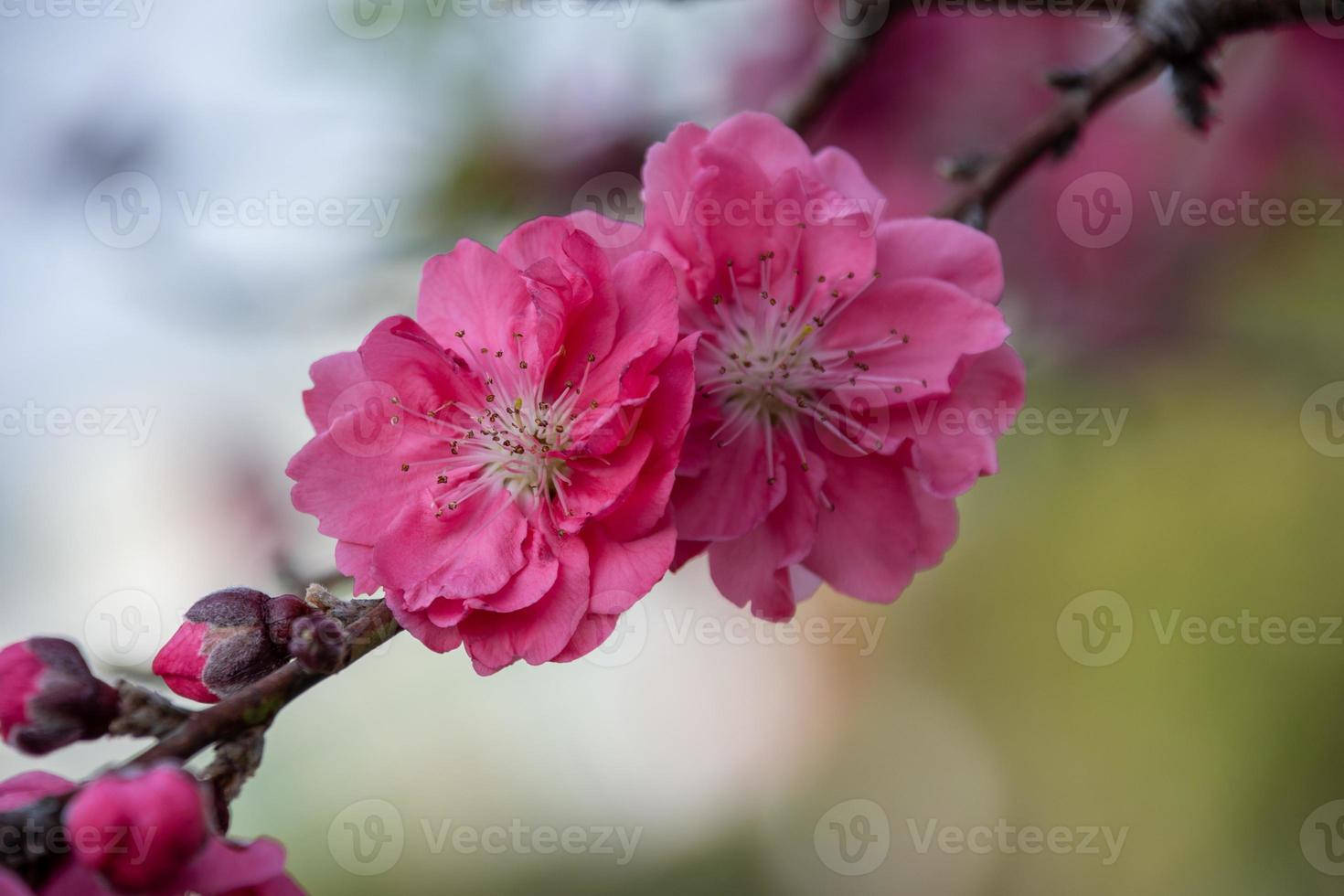 Close up of red peach blossom photo