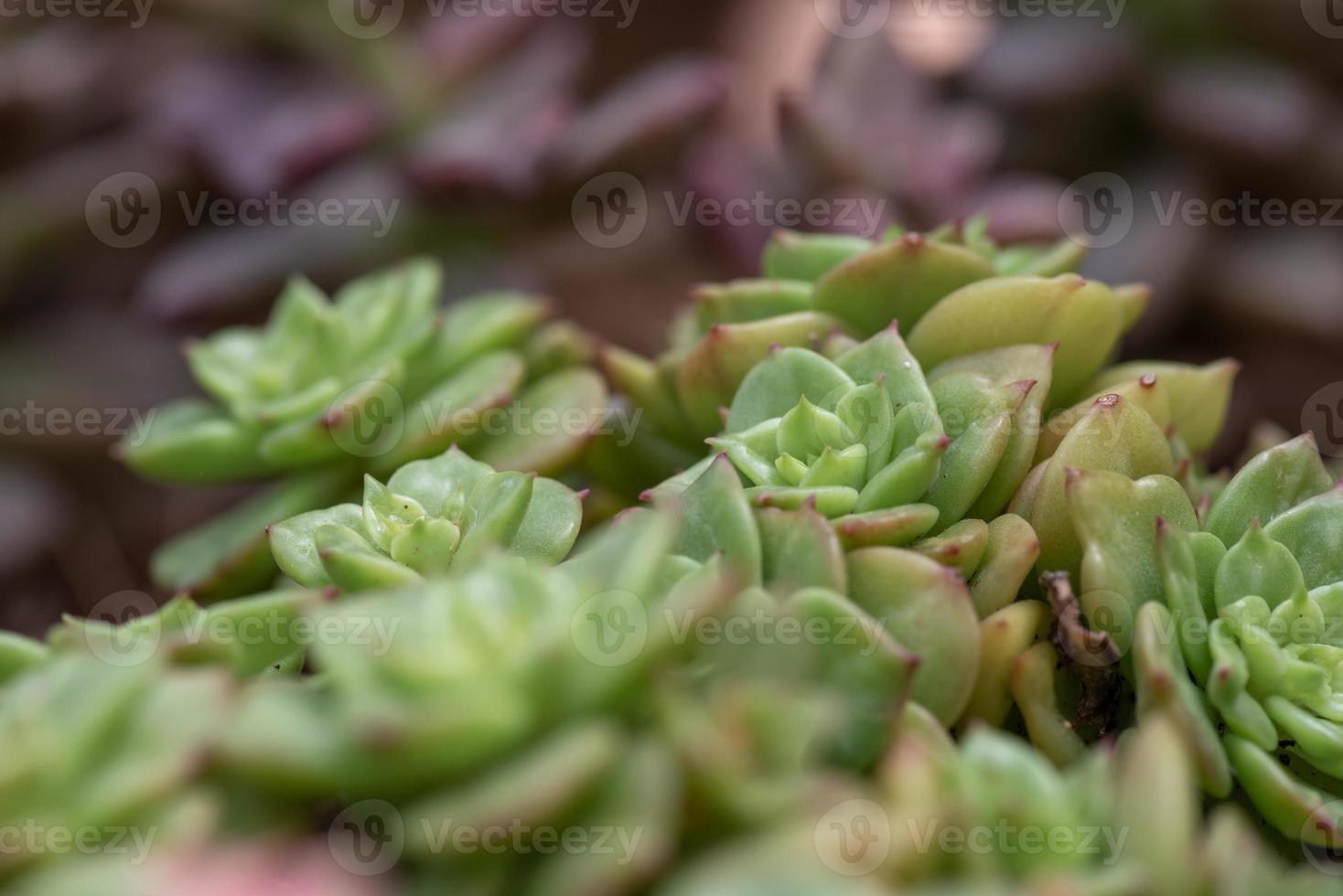 All kinds of small and lovely succulent plants photo