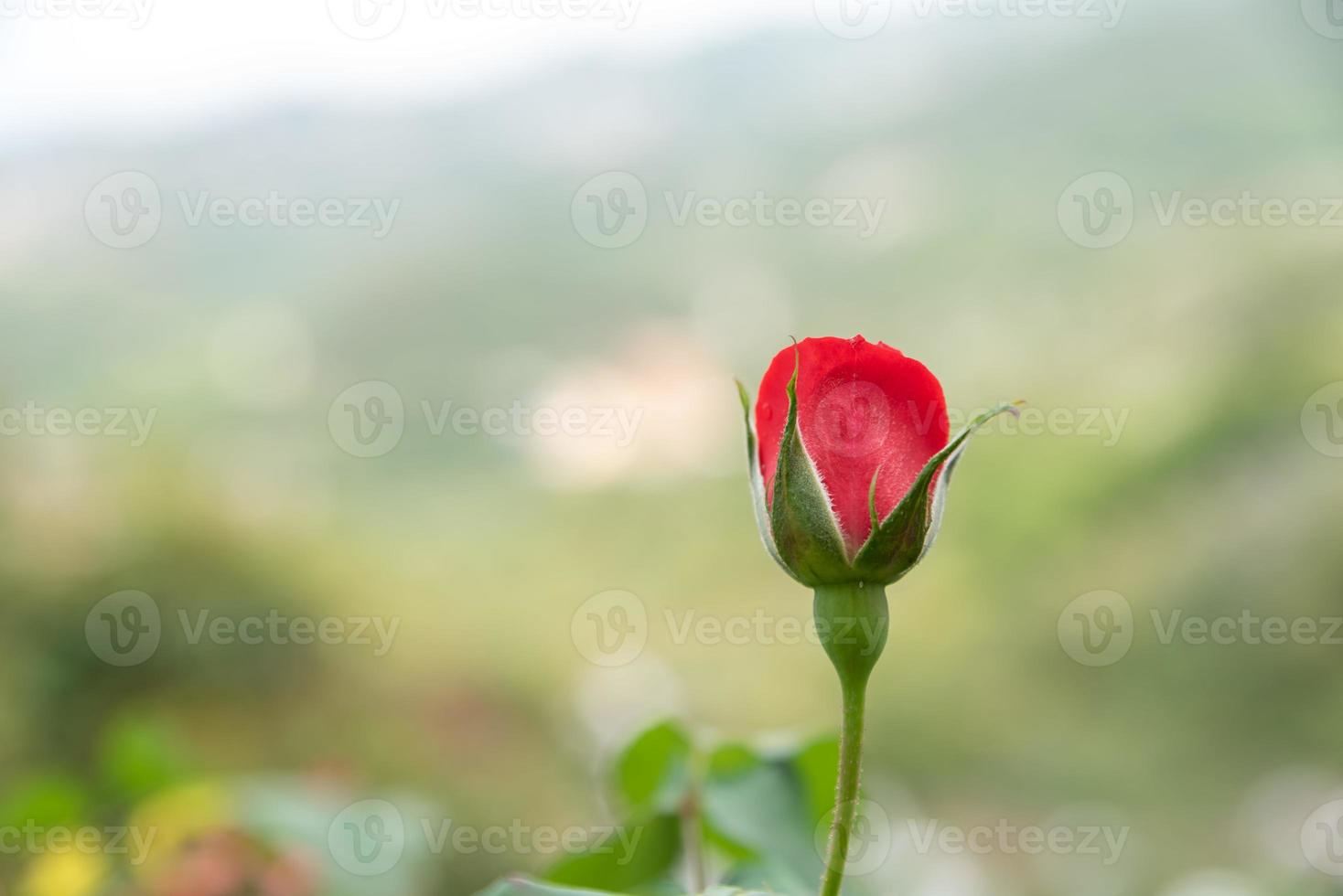 The red roses are in the garden of the park against the green background photo