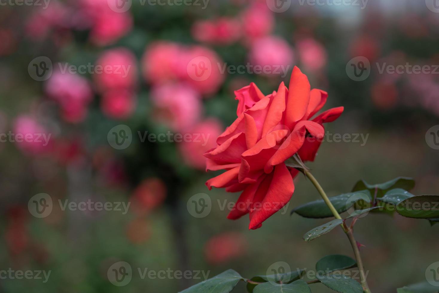 The red roses are in the garden of the park against the green background photo