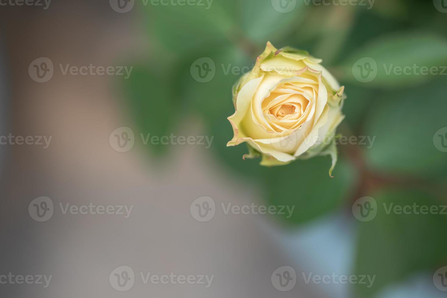 Yellow roses on a green background photo