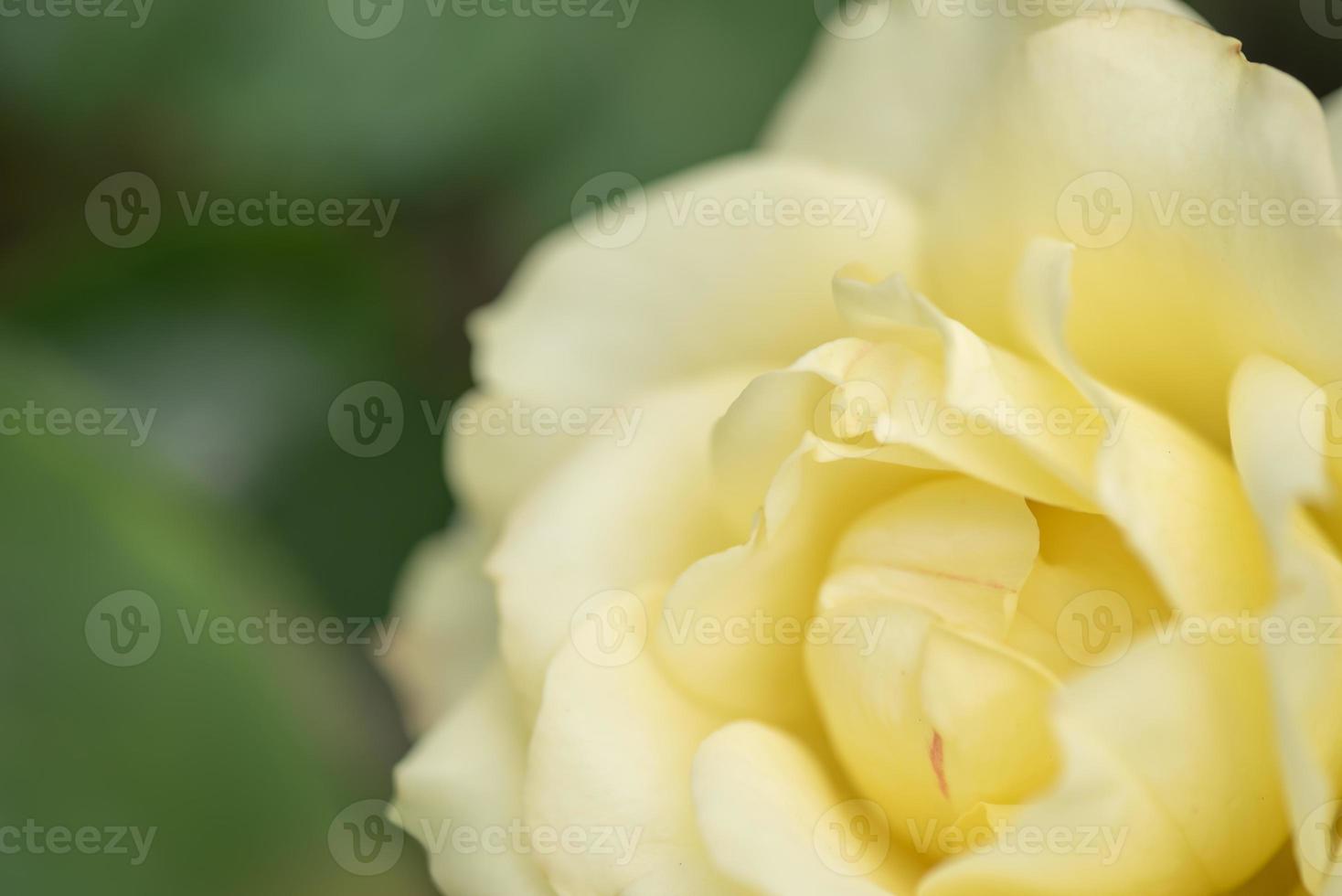 Yellow roses on a green background photo