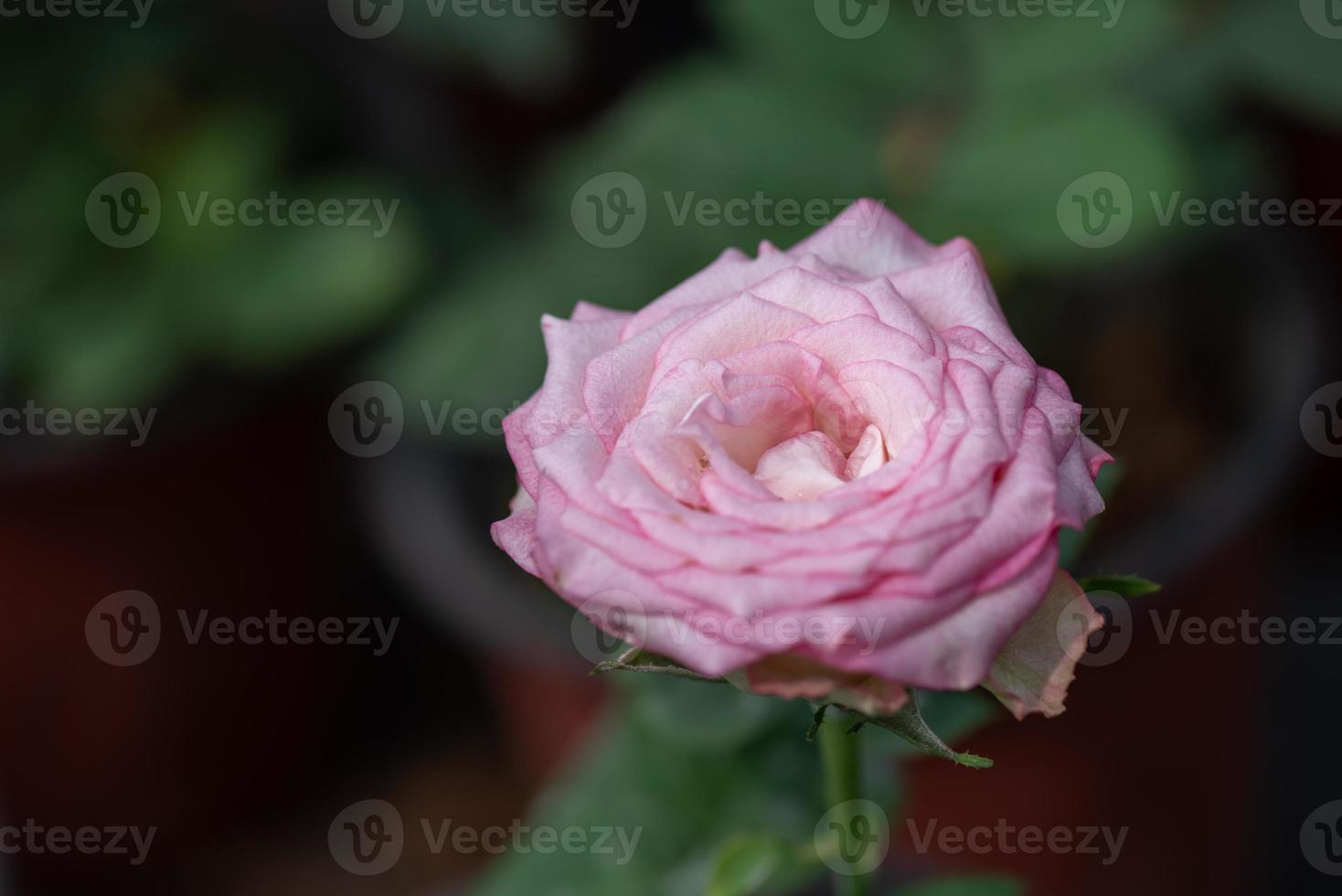 Pink roses on a green background photo