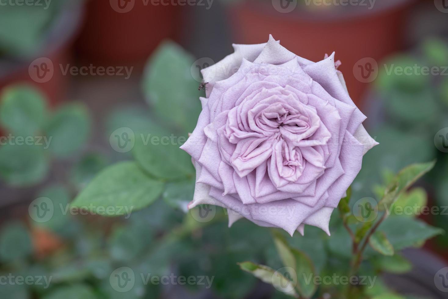 Pink roses on a green background photo