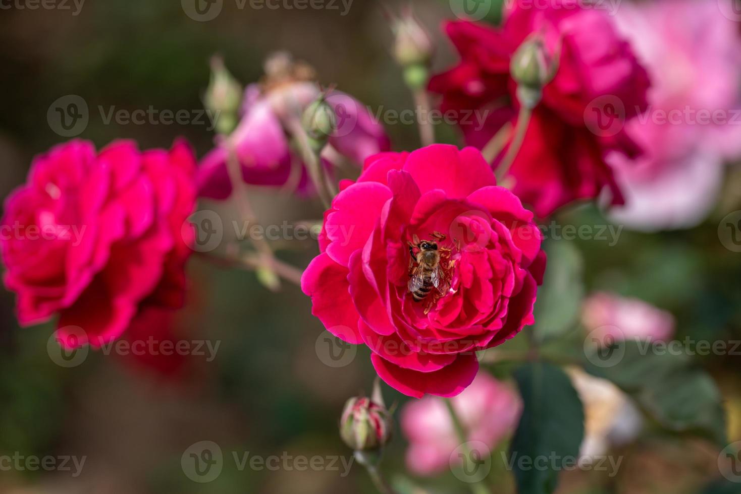 las rosas rojas están en el jardín del parque contra el fondo verde foto
