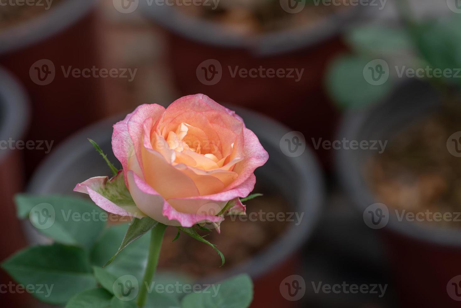 Pink roses on a green background photo