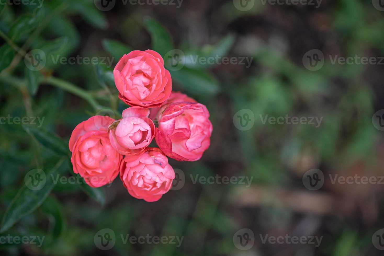 Pink roses on a green background 3535048 Stock Photo at Vecteezy