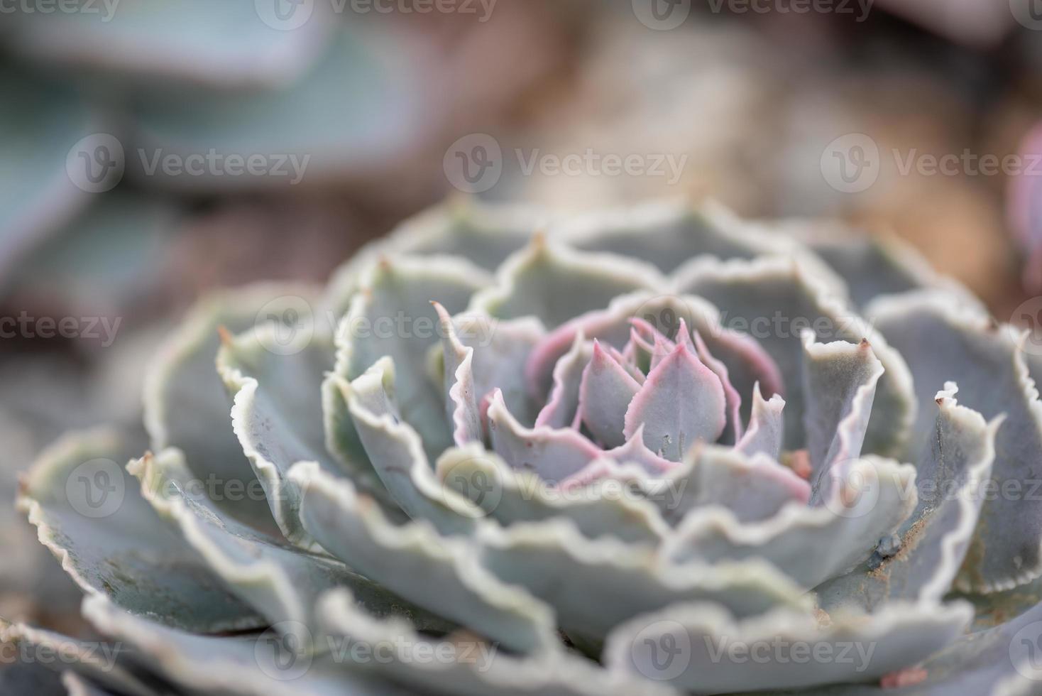 All kinds of small and lovely succulent plants photo