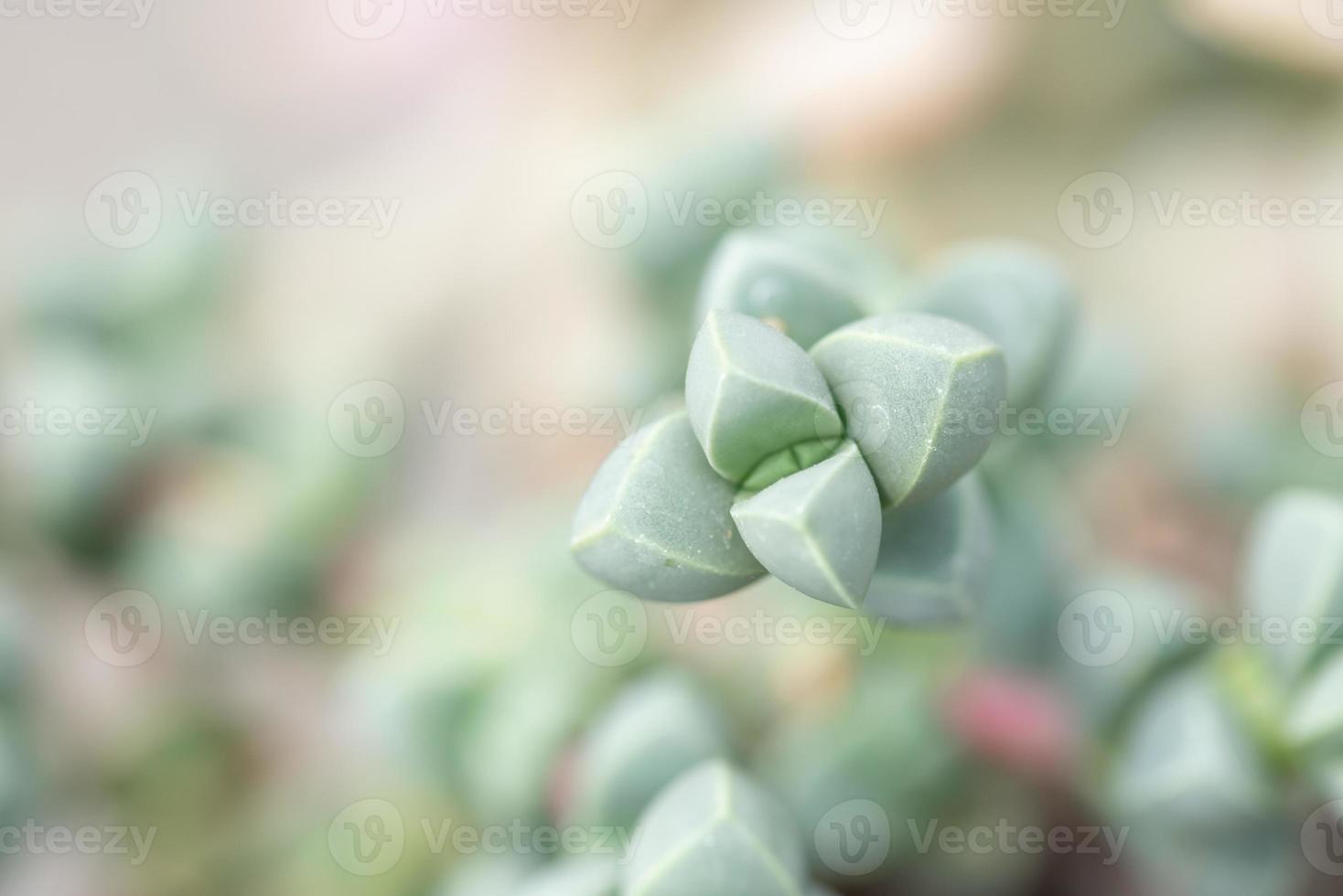 todo tipo de plantas suculentas pequeñas y encantadoras foto