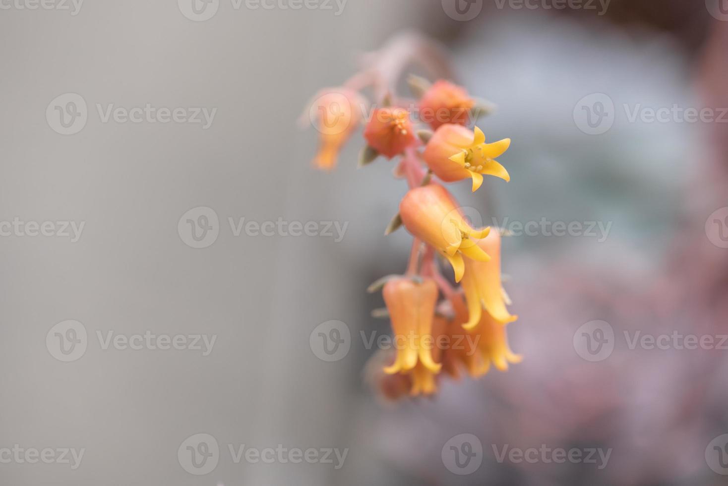 todo tipo de plantas suculentas pequeñas y encantadoras foto