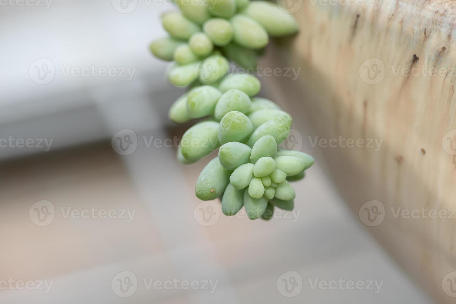 All kinds of small and lovely succulent plants photo