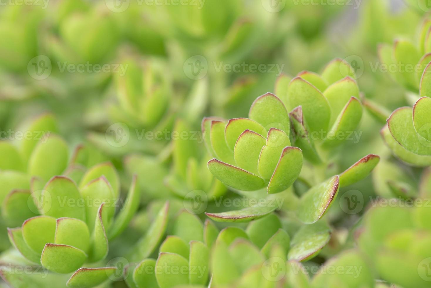 todo tipo de plantas suculentas pequeñas y encantadoras foto