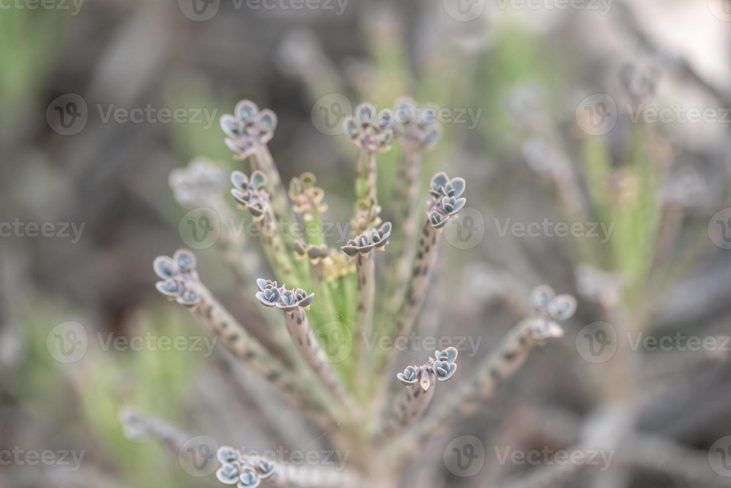 pequeñas y encantadoras plantas suculentas de diversas variedades. foto