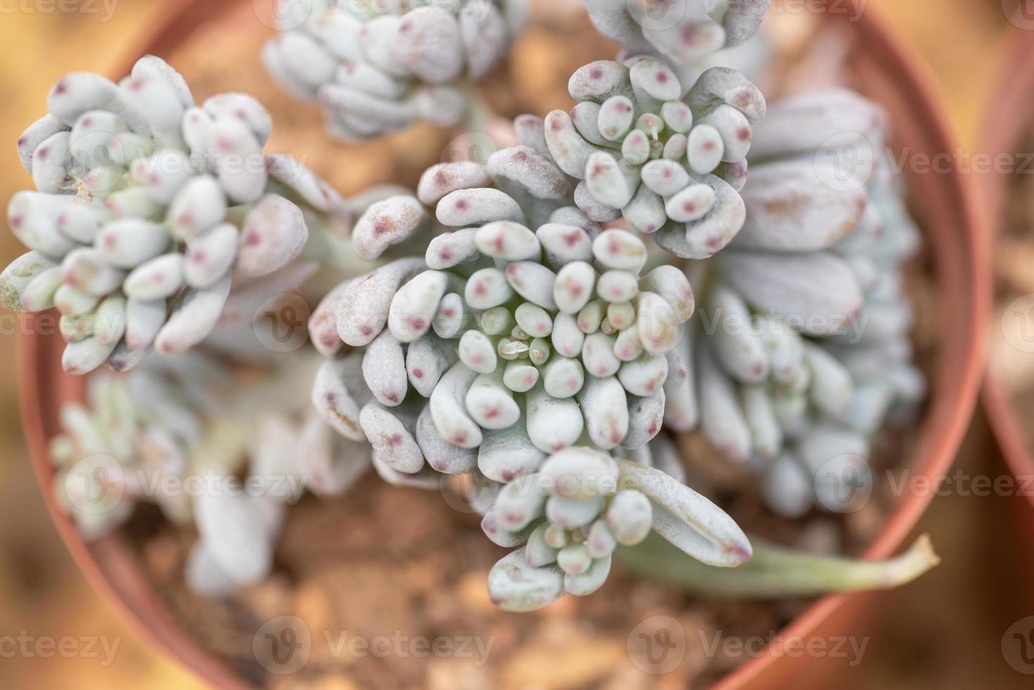 pequeñas y encantadoras plantas suculentas de diversas variedades. foto