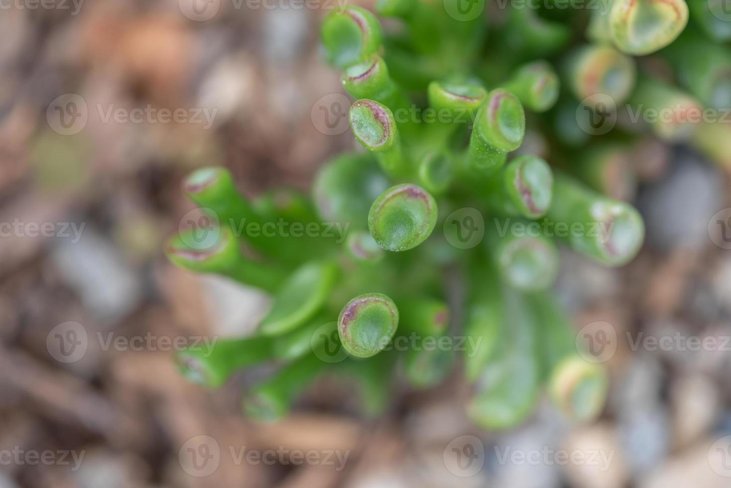 Small and lovely succulent plants of various varieties photo