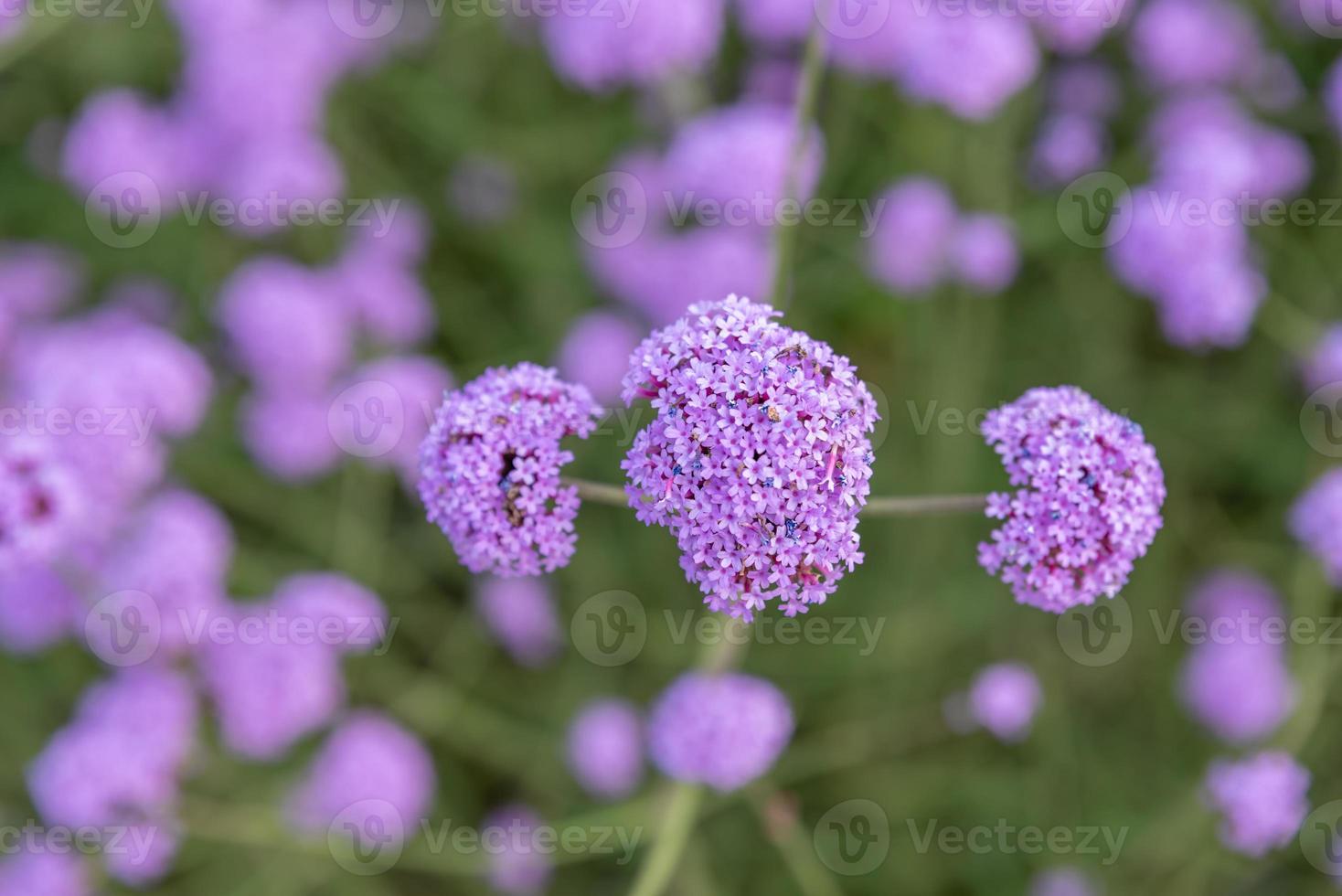 Purple Verbena in the field photo