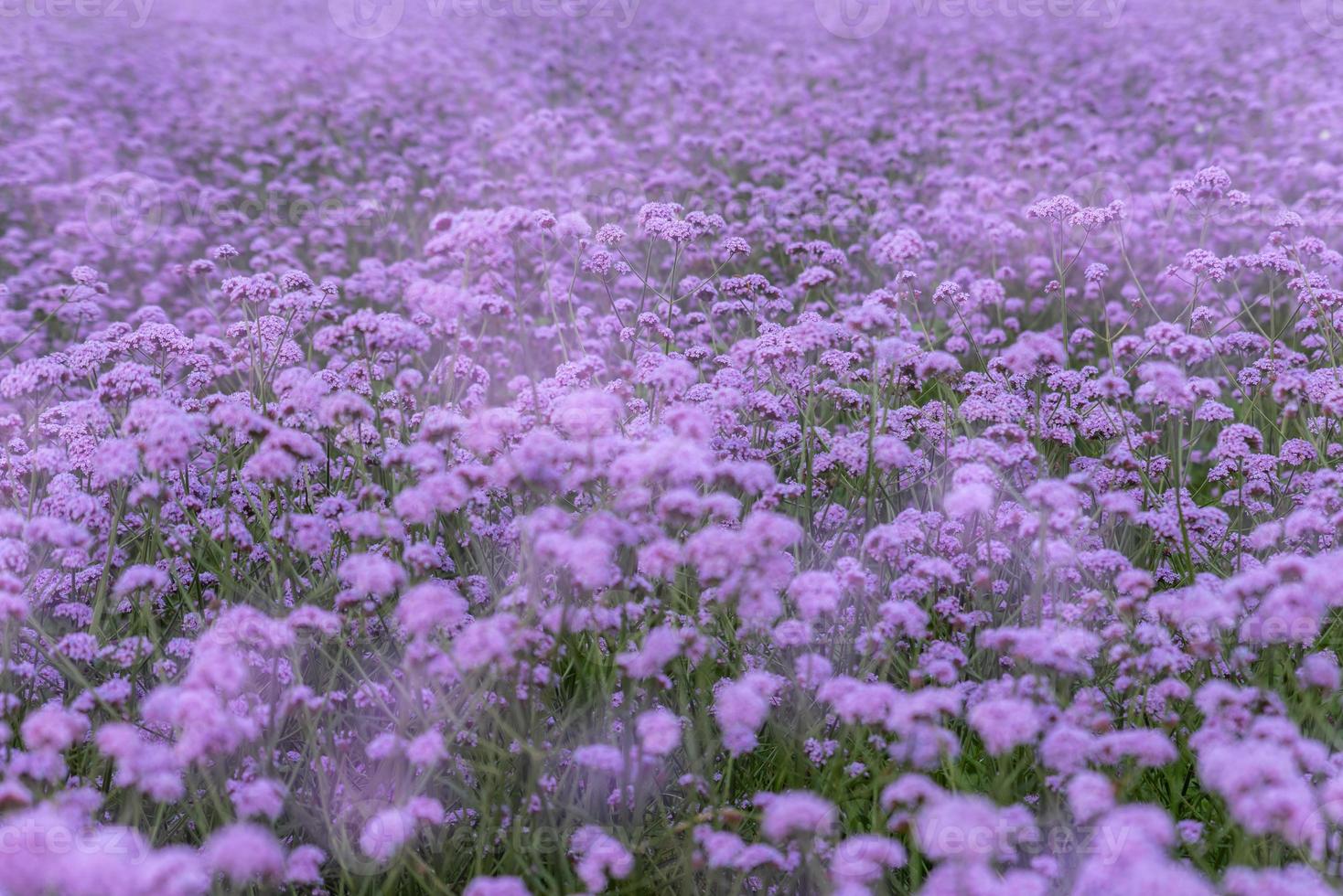 Purple Verbena in the field photo