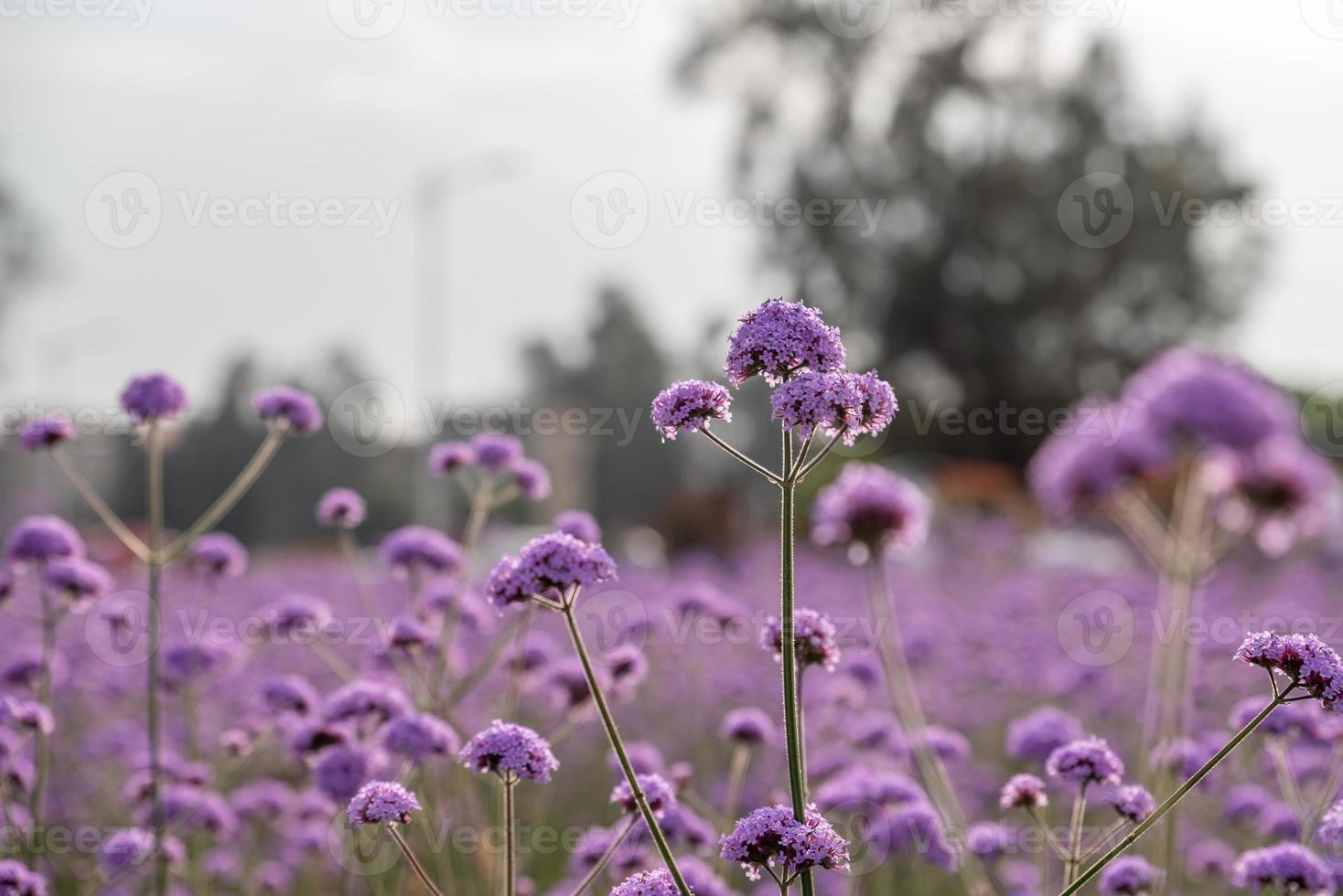 verbena morada en el campo foto