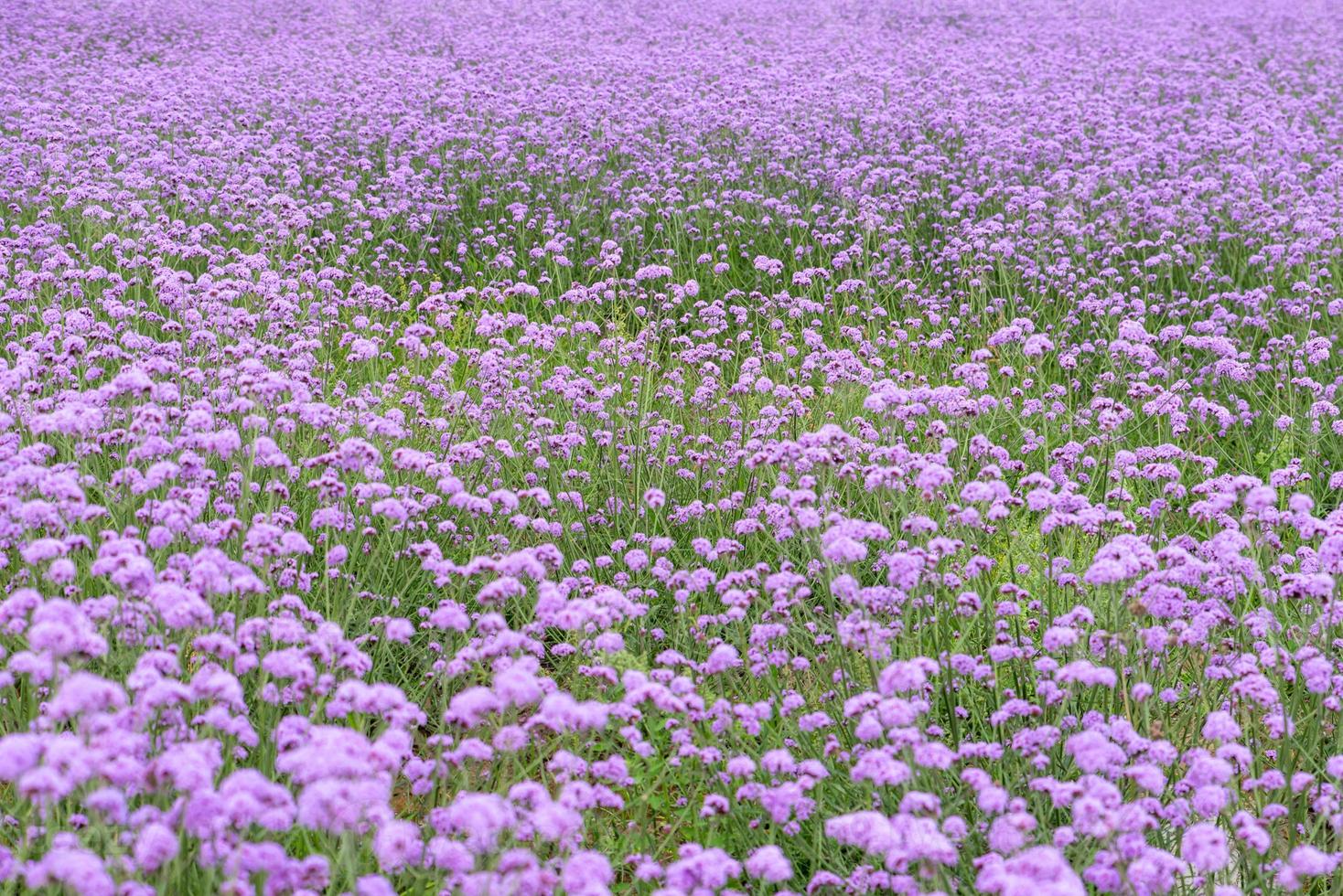 Purple Verbena in the field photo