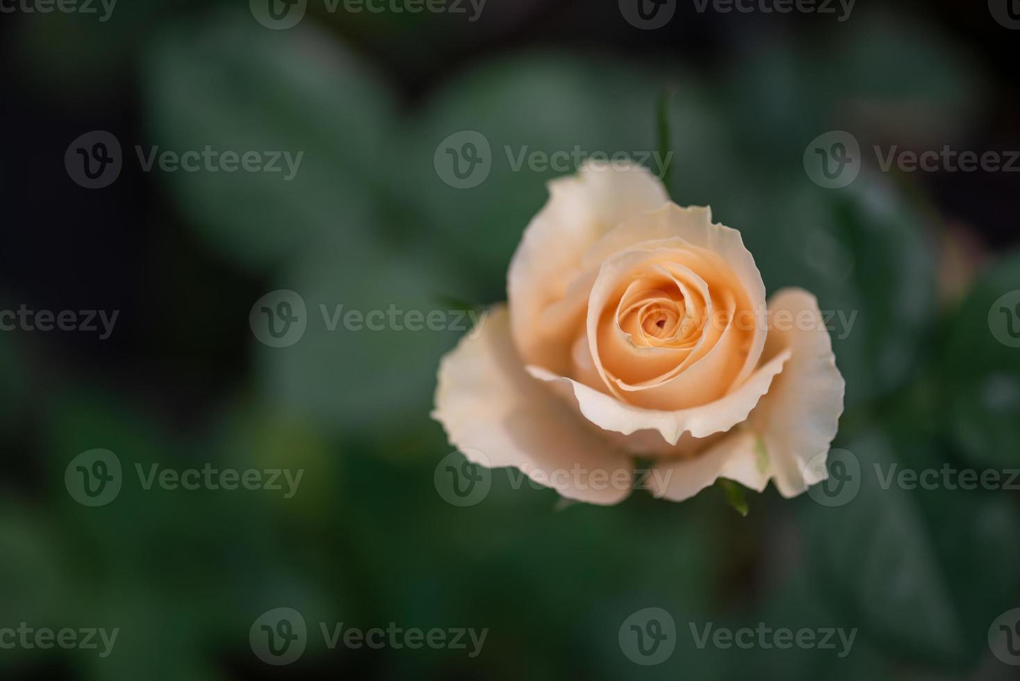 rosas amarillas sobre un fondo verde foto