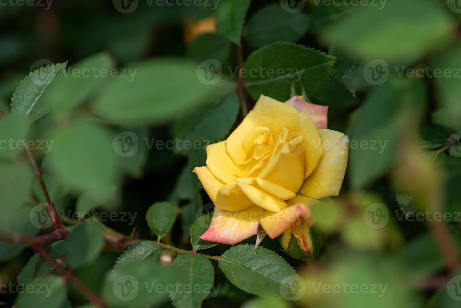 rosas amarillas sobre un fondo verde foto