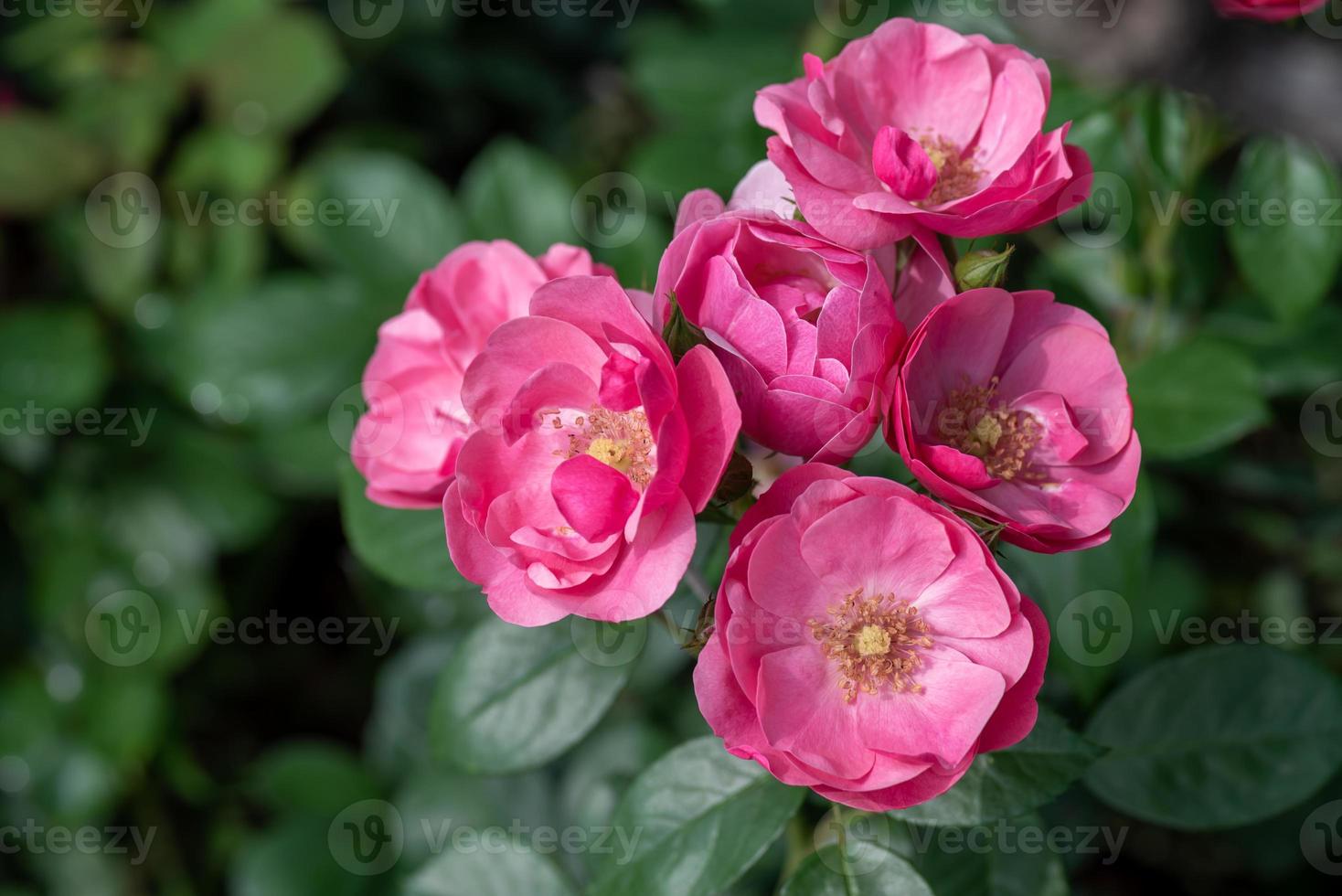 rosas rosadas sobre un fondo verde foto