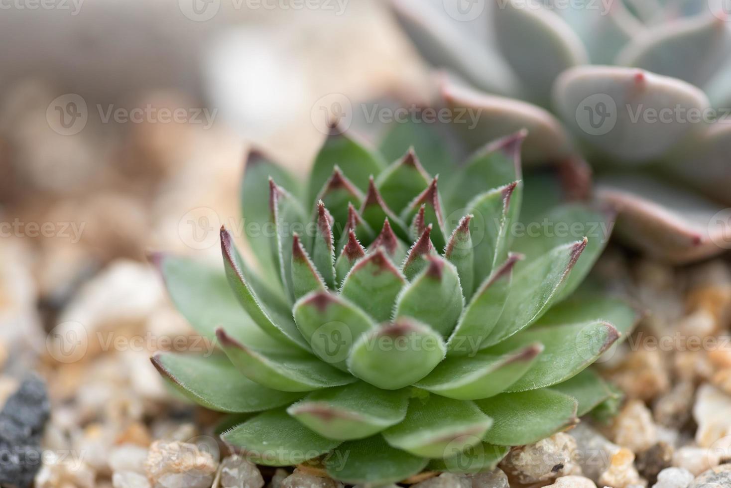 All kinds of small and lovely succulent plants photo