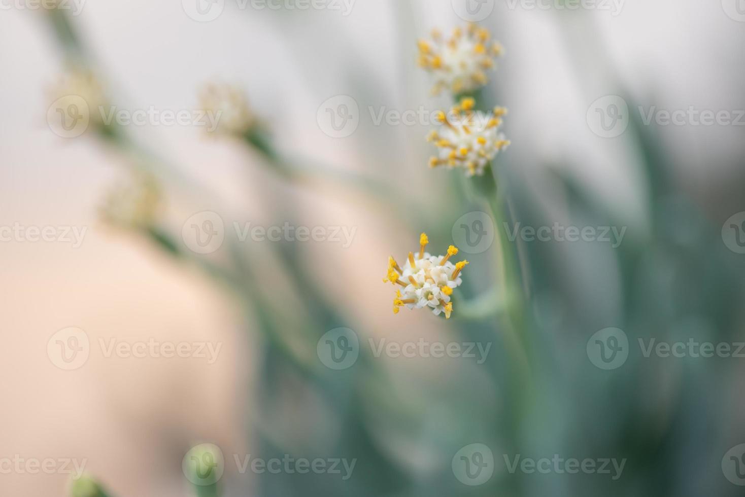 todo tipo de plantas suculentas pequeñas y encantadoras foto