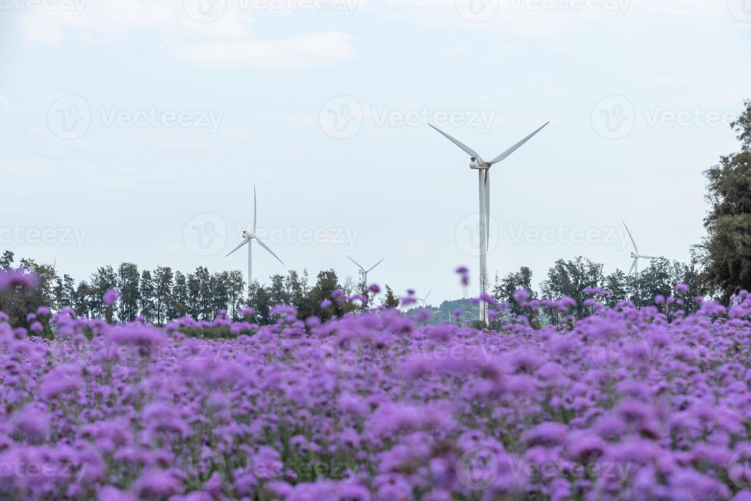 los campos están cubiertos de verbena púrpura y turbinas de viento foto