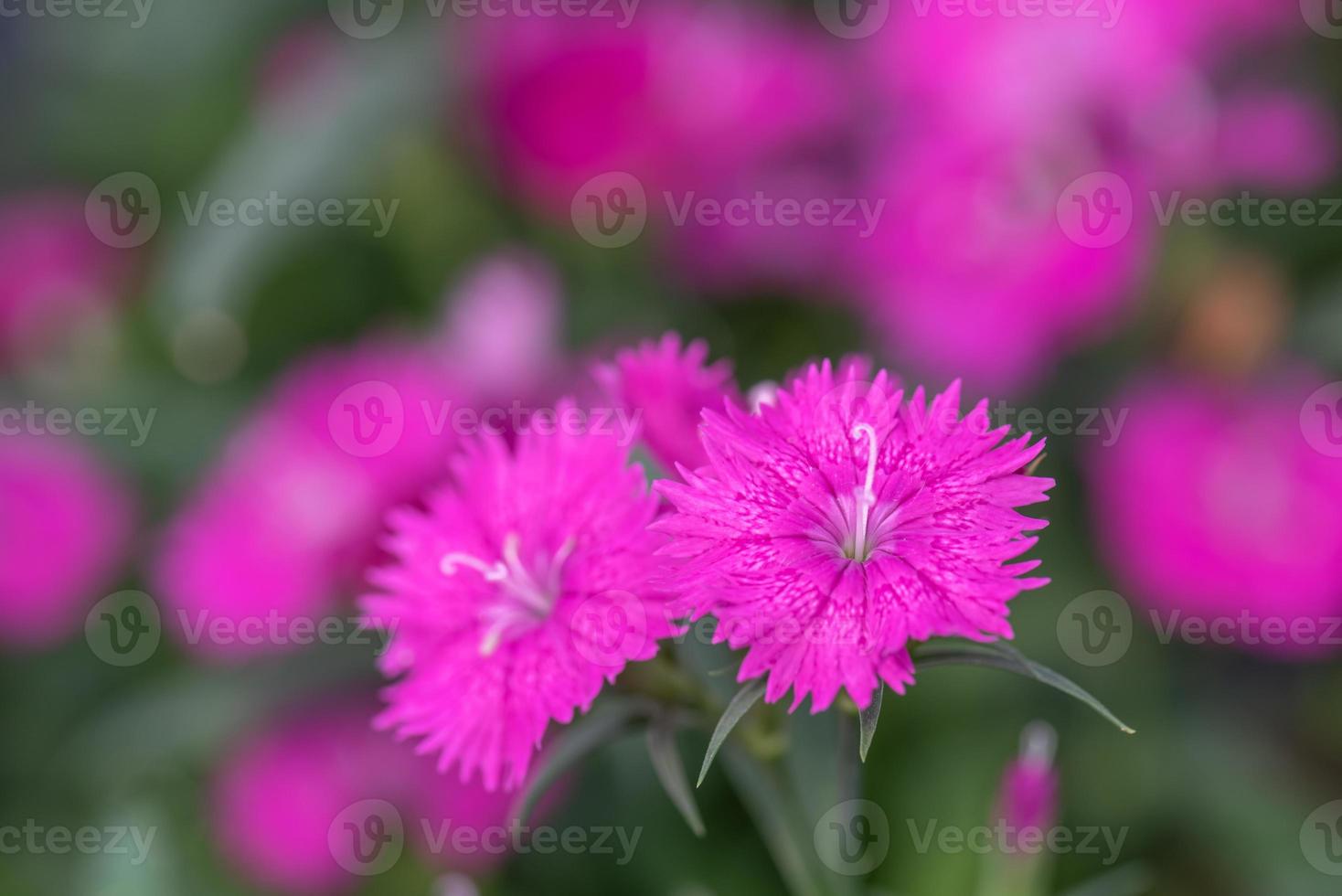 All kinds of flowers in the park photo