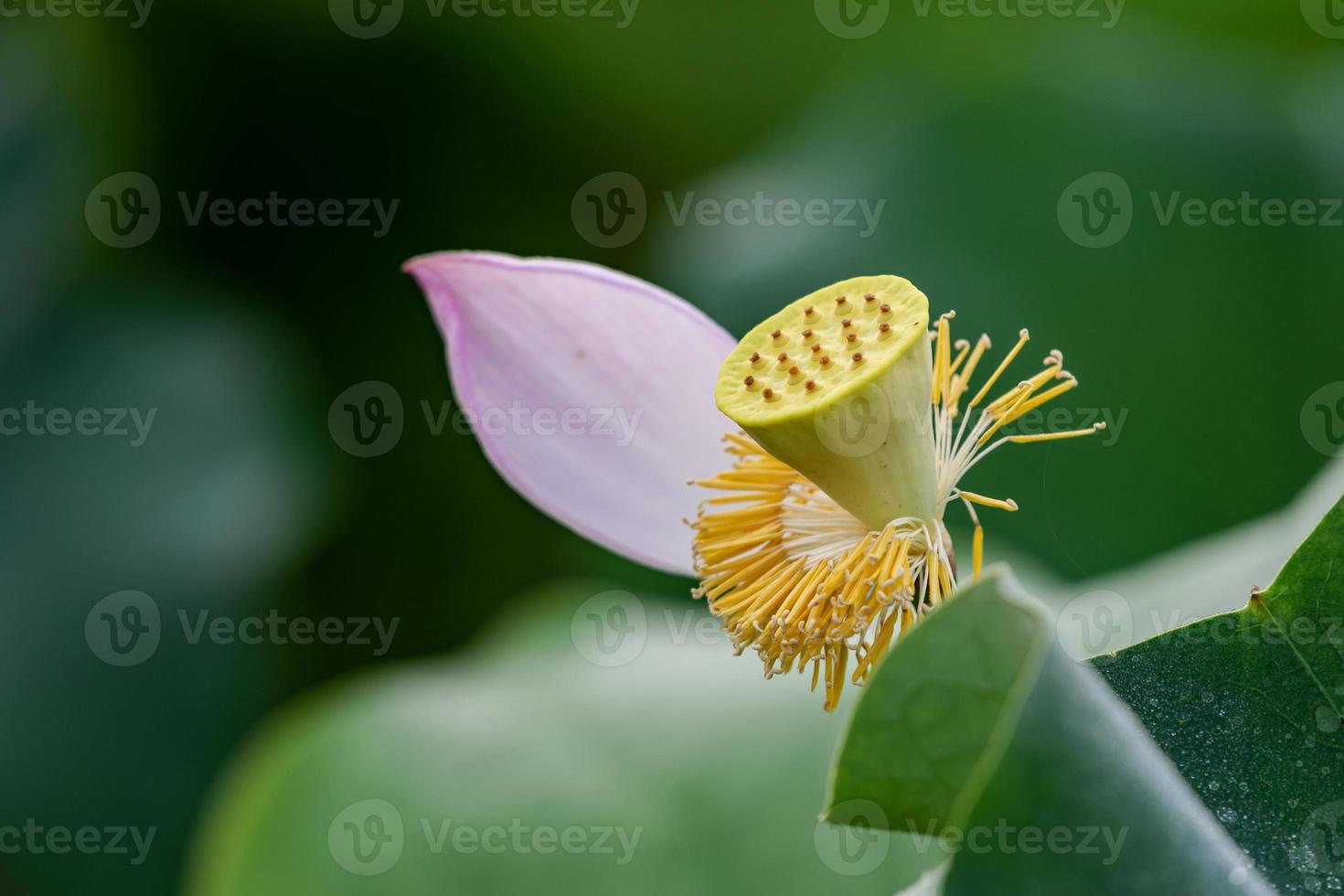 Pink lotus in summer lotus pond photo