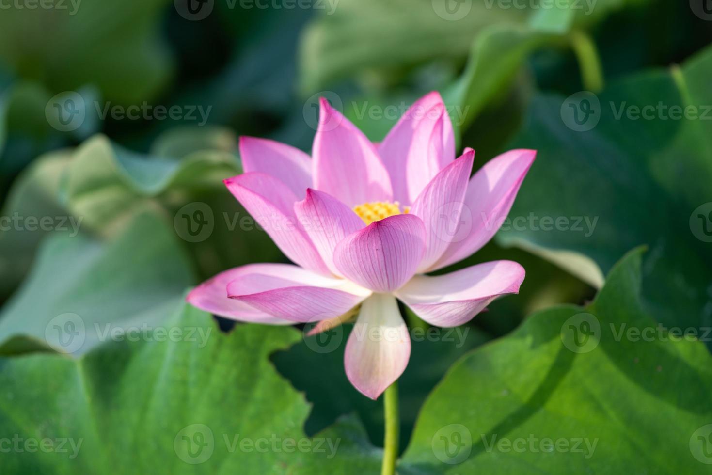 Pink lotus in summer lotus pond photo