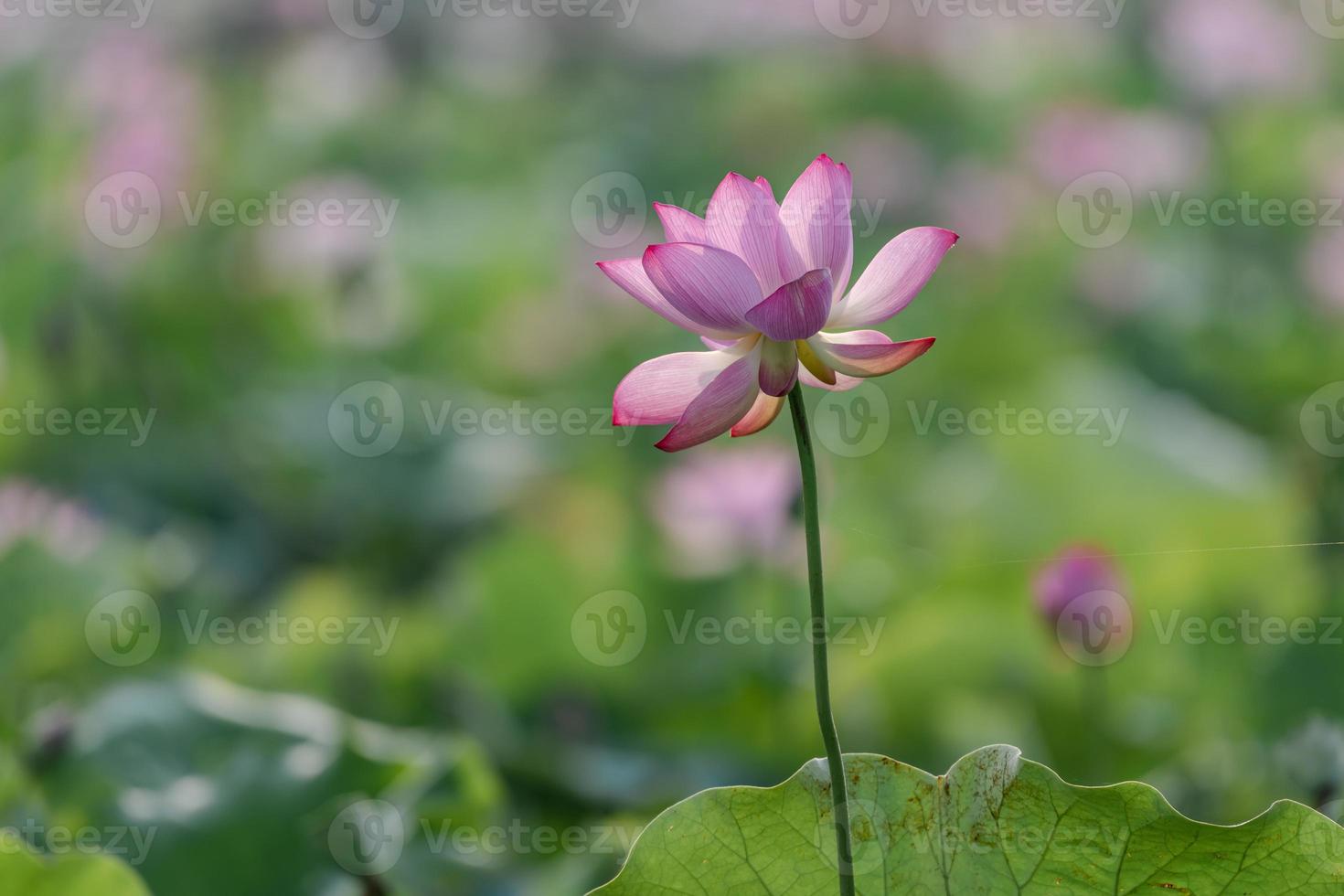The pink lotus blossoms in summer photo