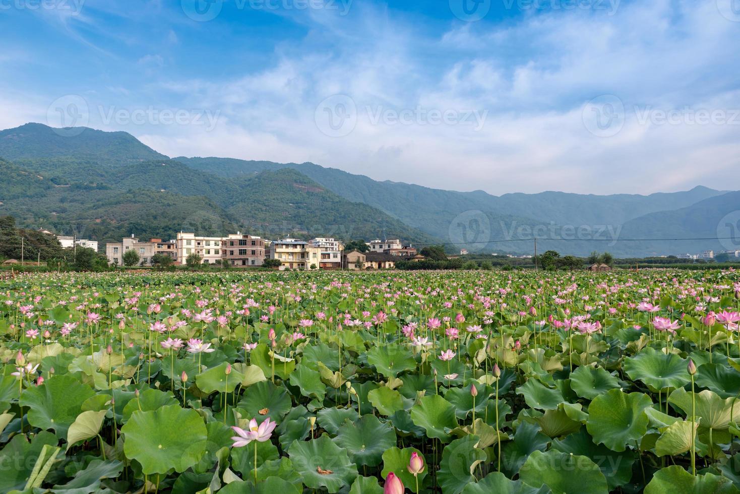 Pink lotus and green lotus leaves in the lotus pond in the countryside photo