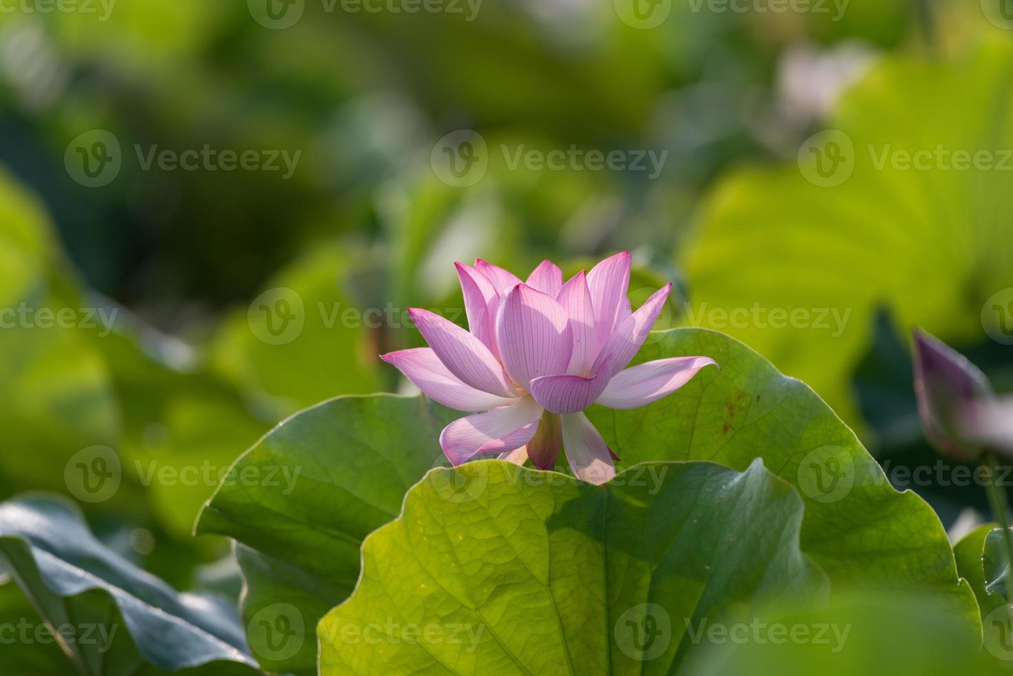 The pink lotus blossoms in summer photo