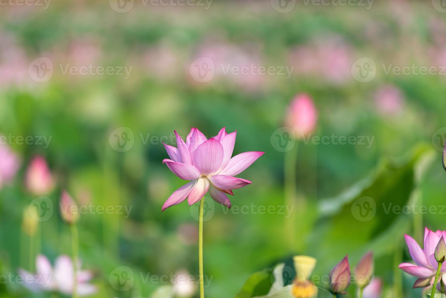 The pink lotus blossoms in summer photo