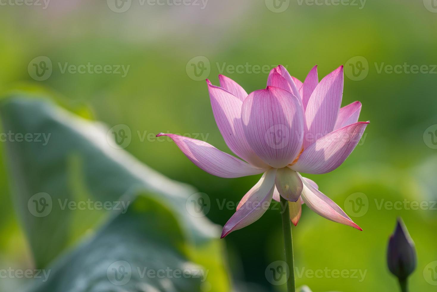 loto rosa en el estanque de loto de verano foto